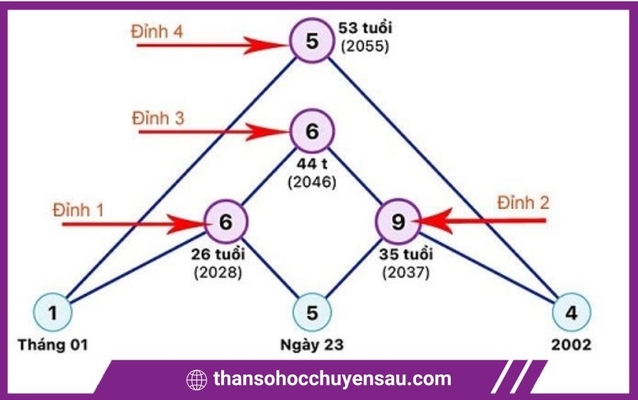 biểu đồ 4 kim tự tháp